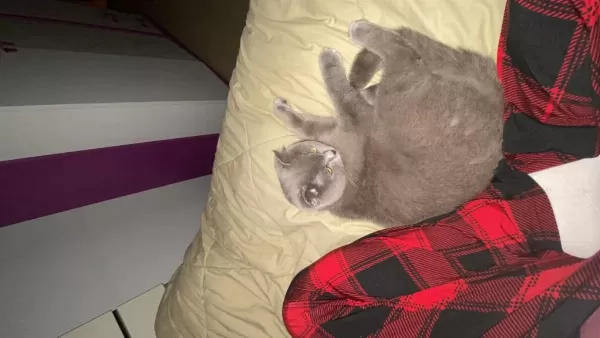 1,5 Yaşinda Dişi British Shorthair
