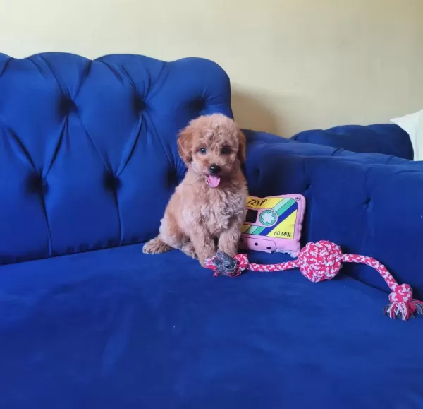 Sevimli Erkek Toy Poodle