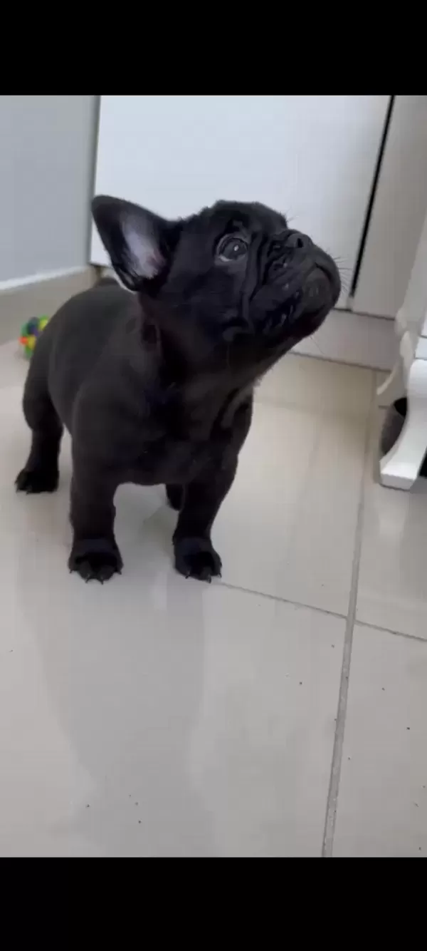 Tüm Exotic Renkleri Taşiyan Exotic Fransiz Bulldoglar