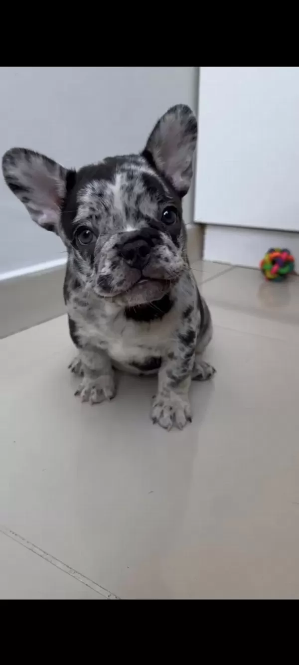 Tüm Exotic Renkleri Taşiyan Exotic Fransiz Bulldoglar