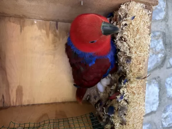 Resmi Belgeli Yavru Veren Konuşan Eclectus Çift Papağanı