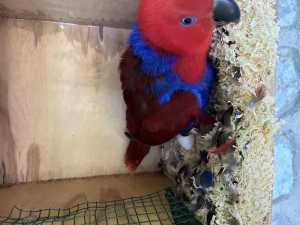 Resmi Belgeli Yavru Veren Konuşan Eclectus Çift Papağanı
