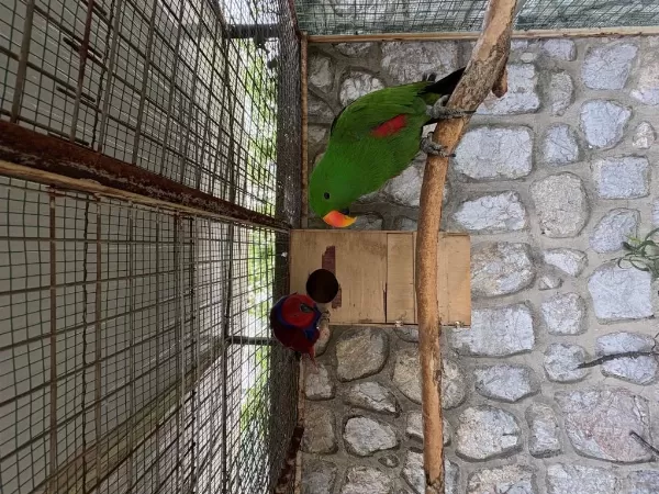 Resmi Belgeli Yavru Veren Konuşan Eclectus Çift Papağanı