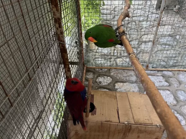 Resmi Belgeli Yavru Veren Konuşan Eclectus Çift Papağanı