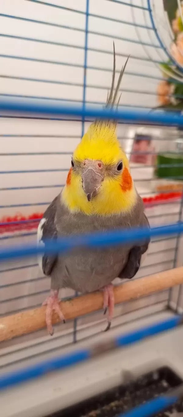 Çift Sultan Papağanları
