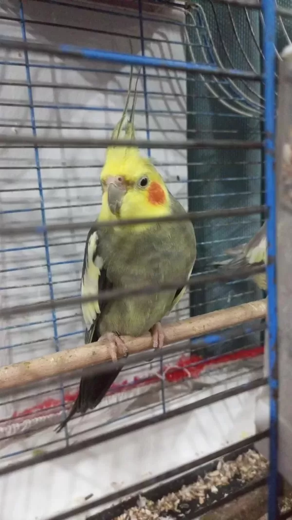 Çift Sultan Papağanları