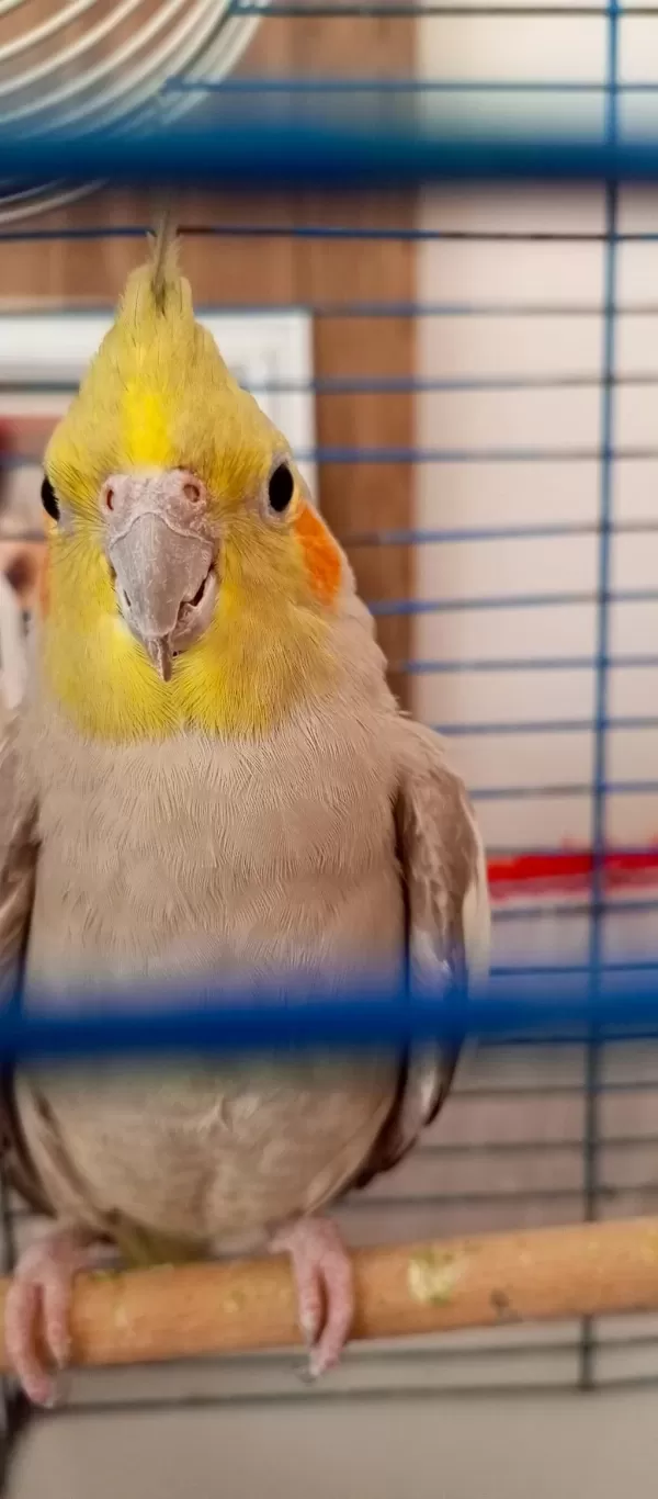 Çift Sultan Papağanları