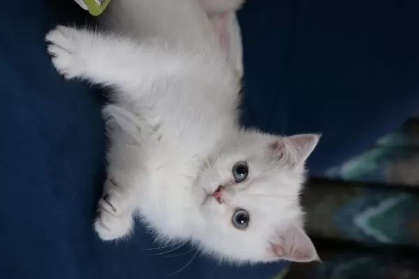 Safkan British Shorthair Kardeşler