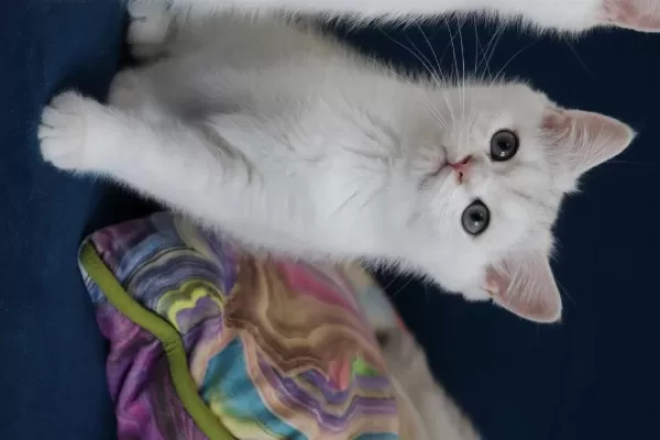 Safkan British Shorthair Kardeşler