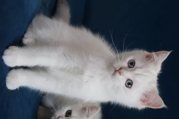 Safkan British Shorthair Kardeşler