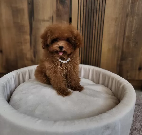 Kore Poodle Yavrularımız