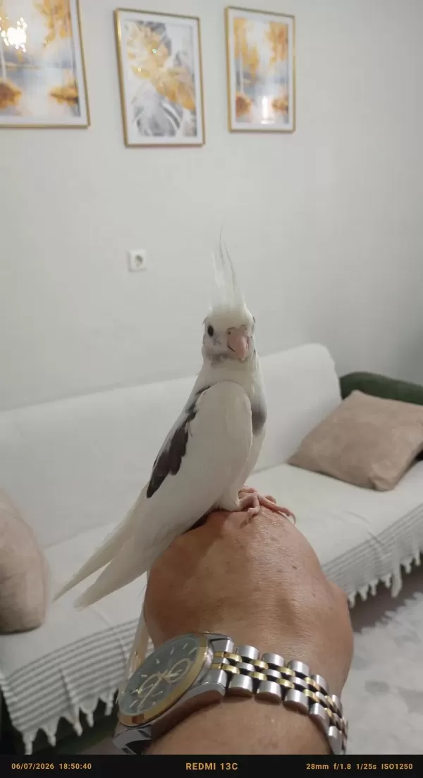 Uyguna Evde Baktığım Kuşlarımın Yavruları