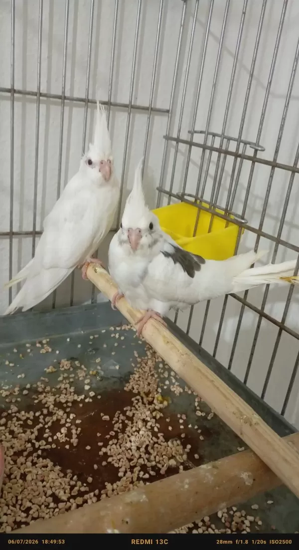 Uyguna Evde Baktığım Kuşlarımın Yavruları