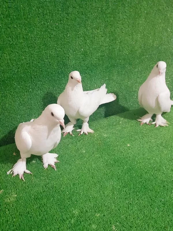 Beyaz 3 Adet Piril Piril Güvercinler
