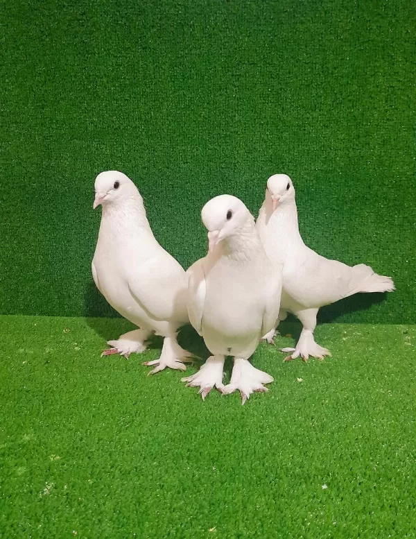 Beyaz 3 Adet Piril Piril Güvercinler