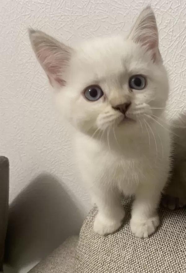 Golden Point British Shorthair Yavruma Yuva