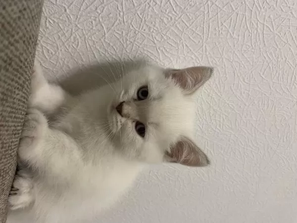 Golden Point British Shorthair Yavruma Yuva