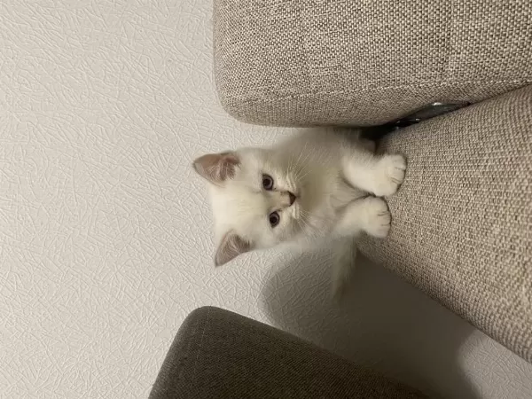 Golden Point British Shorthair Yavruma Yuva