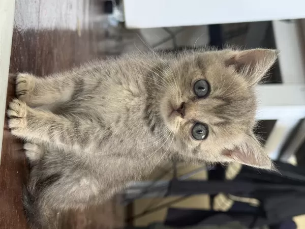 İnanılmaz Asil Ve Zeki British Tiger Silver Tabby