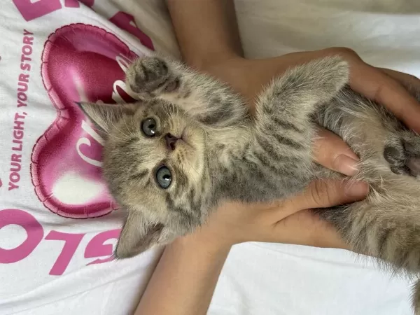 İnanılmaz Asil Ve Zeki British Tiger Silver Tabby
