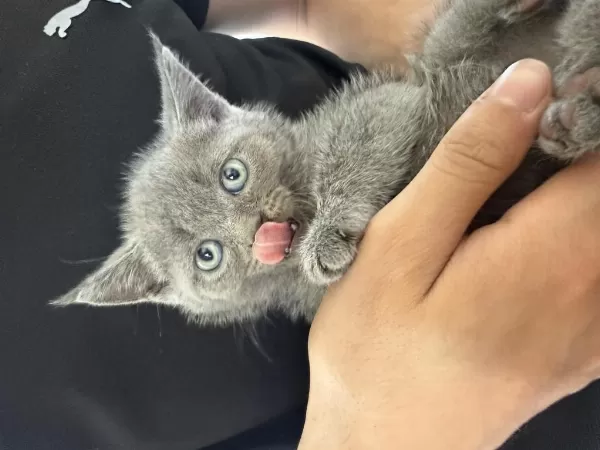 İnanılmaz Asil Ve Zeki British Tiger Silver Tabby