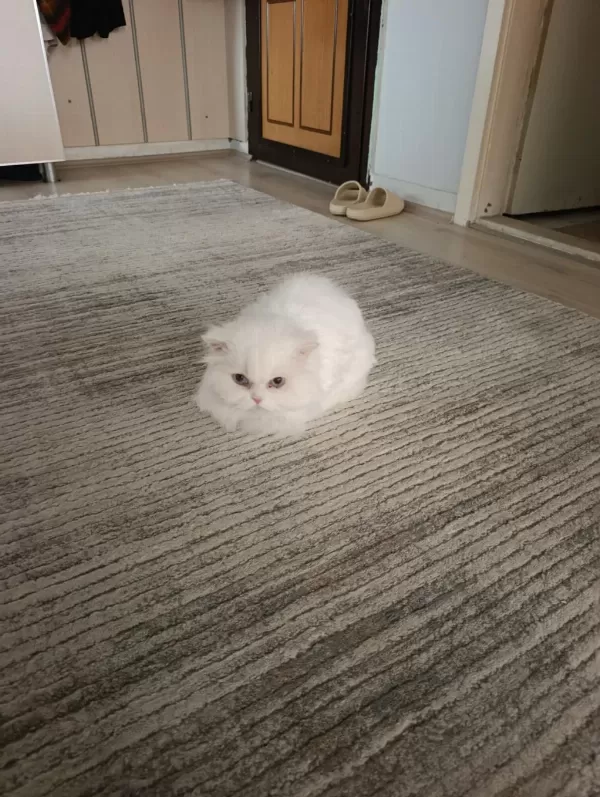 Muyuki Beyaz Kedimiz