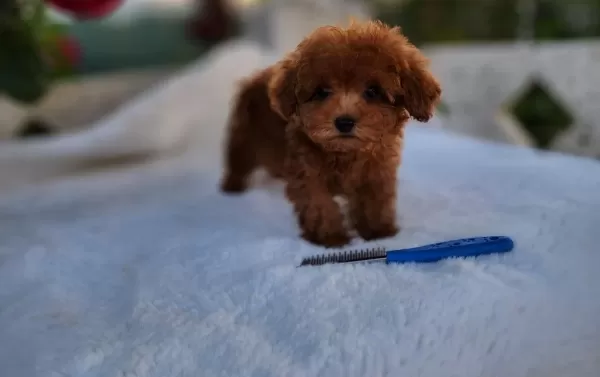 Kore Poodle Minikler