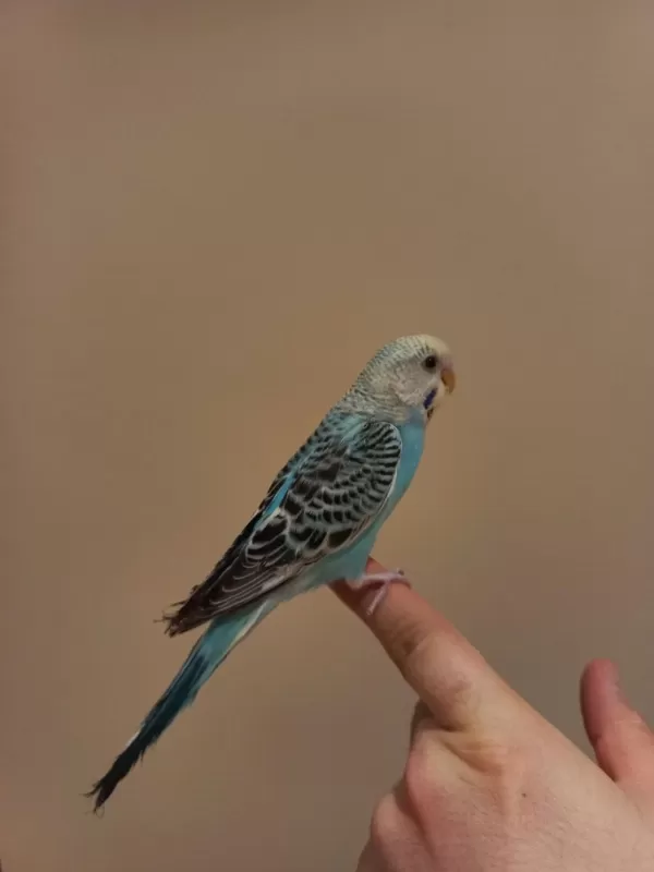 Mavi Şeker Muhabbet Kuşu