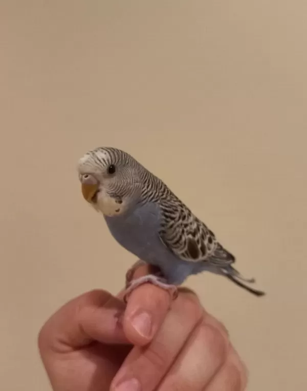 Harika Yavru Muhabbet Kuşu