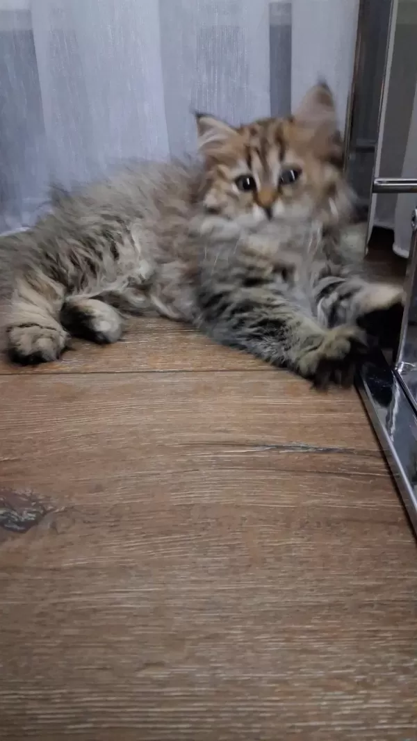 2.5 Aylık Dişi British Longhair