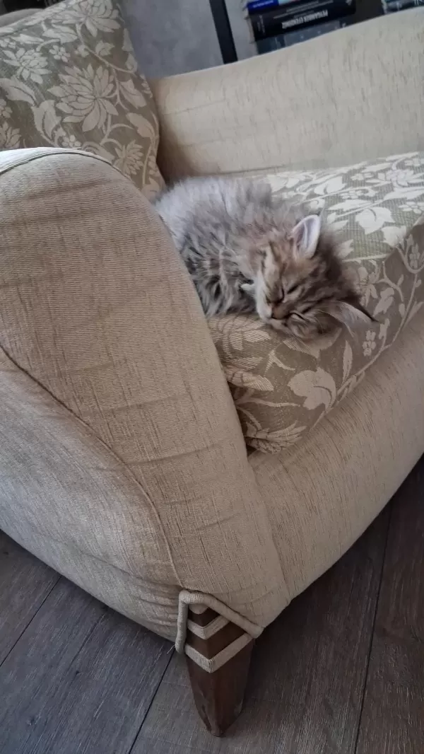 2.5 Aylık Dişi British Longhair
