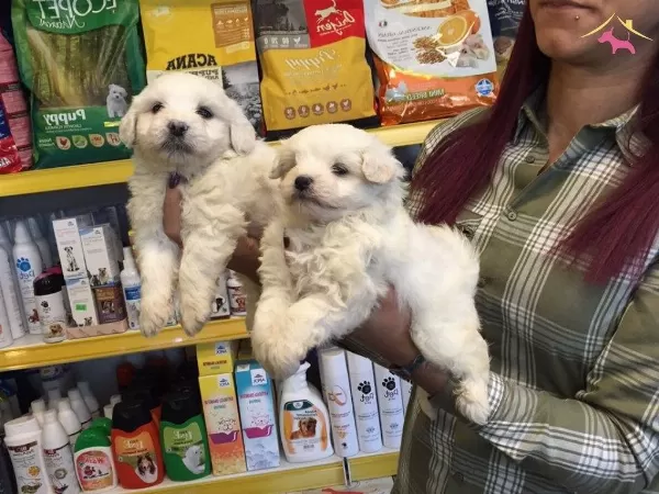 Export Lisansl Kar Beyaz Maltese Terrier Yavrular