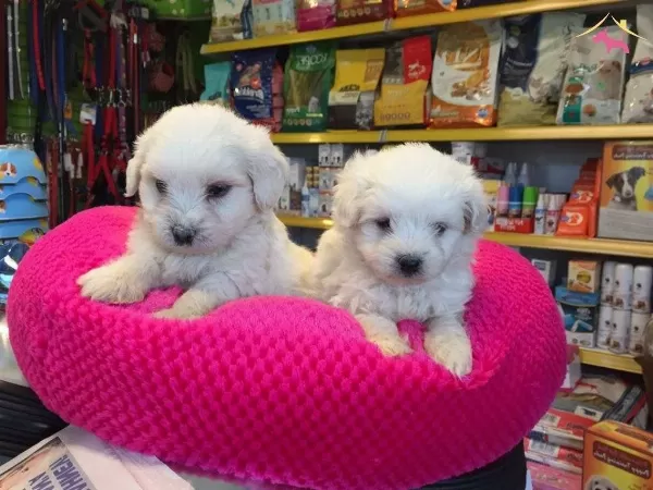 Export Lisansl Kar Beyaz Maltese Terrier Yavrular