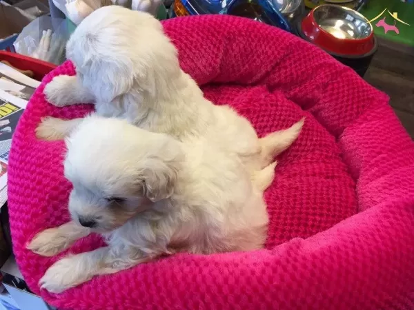 Export Lisansl Kar Beyaz Maltese Terrier Yavrular