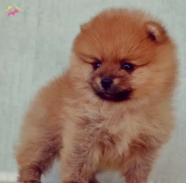 Teddy Bear Boo Pomeranian Garantili