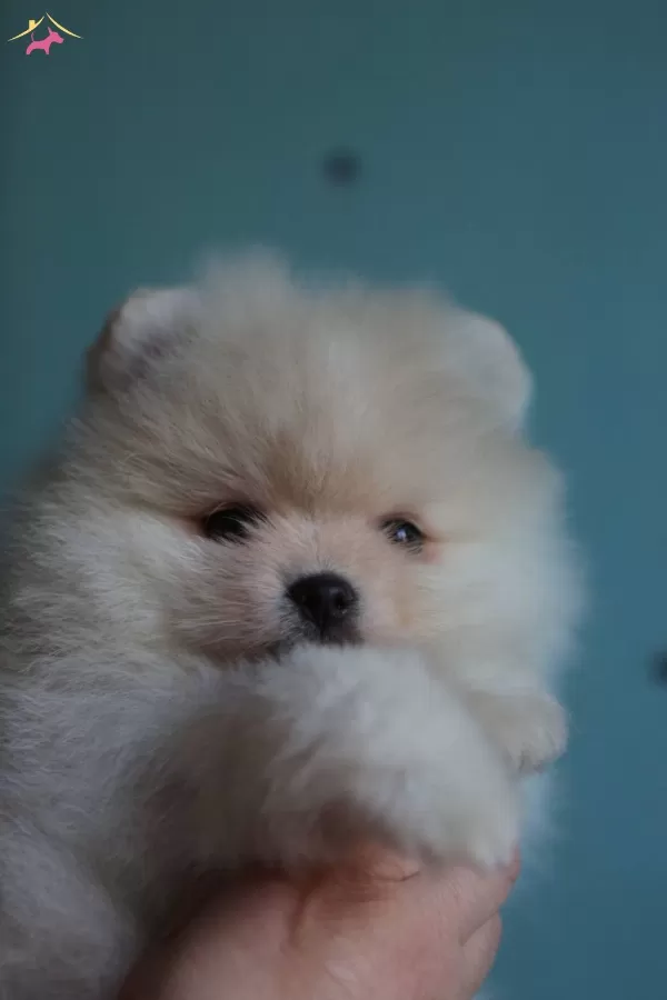 Teddy Bear Boo Pomeranian Garantili