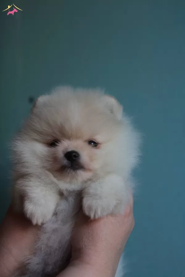 Teddy Bear Boo Pomeranian Garantili