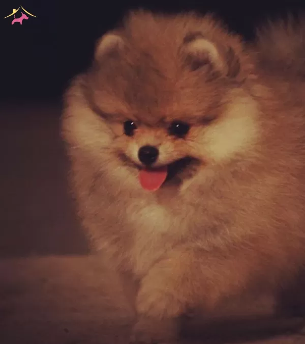 Teddy Bear Boo Pomeranian Garantili