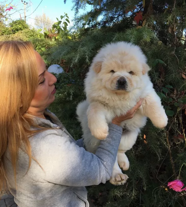 Irk Garantili Mukemmel Chow Chow Yavrularımız