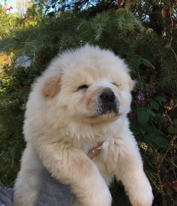 Irk Garantili Mukemmel Chow Chow Yavrularımız
