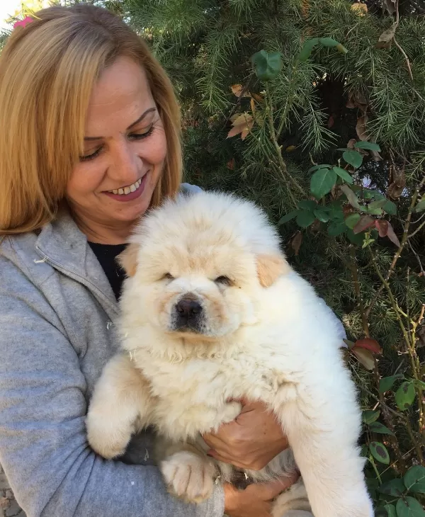Irk Garantili Mukemmel Chow Chow Yavrularımız