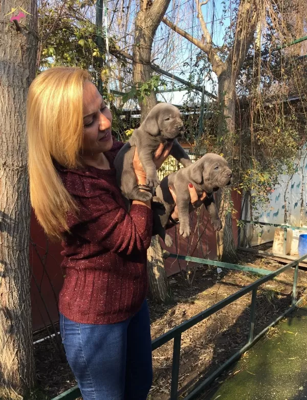 Muhteşem Blue Cane Corso Yavrularımız