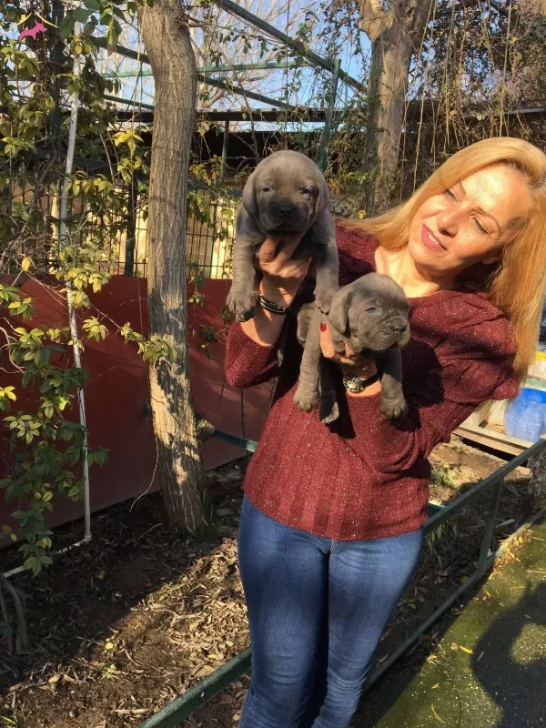 Muhteşem Blue Cane Corso Yavrularımız