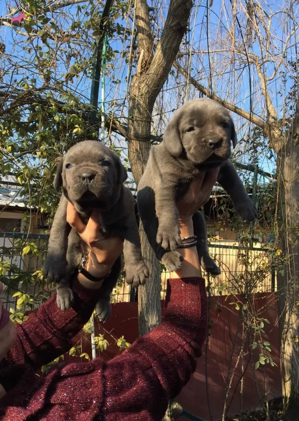 Muhteşem Blue Cane Corso Yavrularımız
