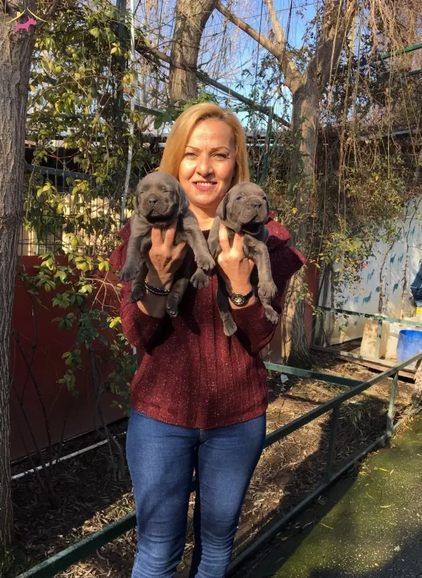 Muhteşem Blue Cane Corso Yavrularımız