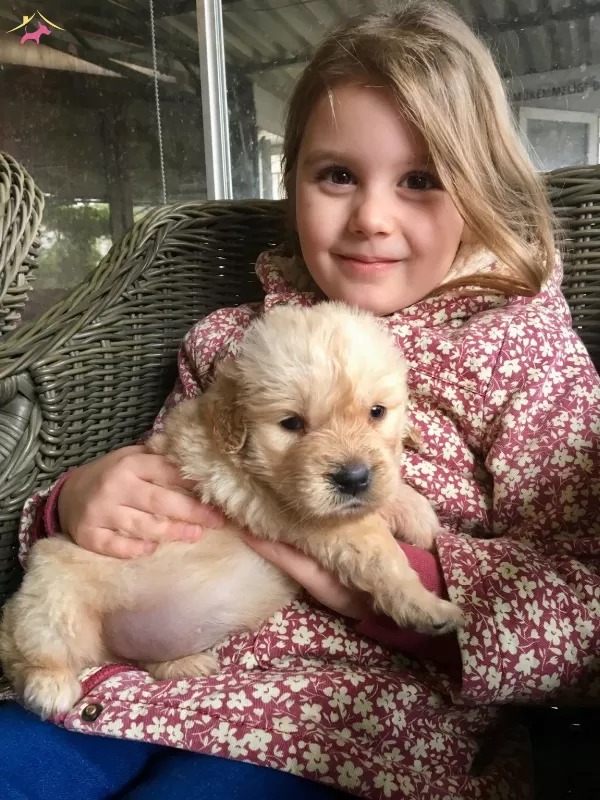 Baby Face Golden Retriever Yavrularımız