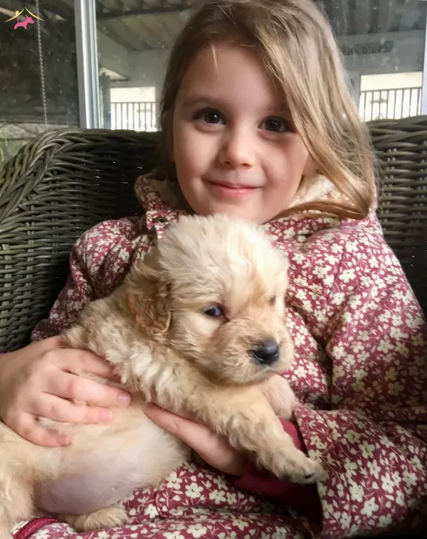 Baby Face Golden Retriever Yavrularımız