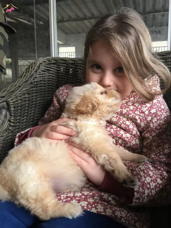 Baby Face Golden Retriever Yavrularımız