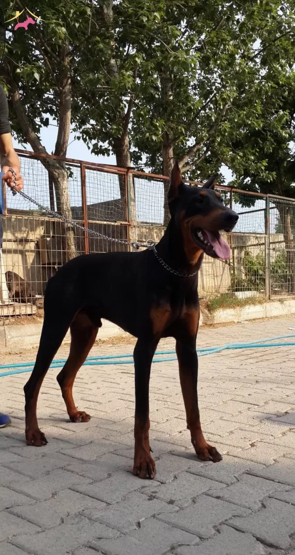 King Doberman Mukemmel Yavrularımız