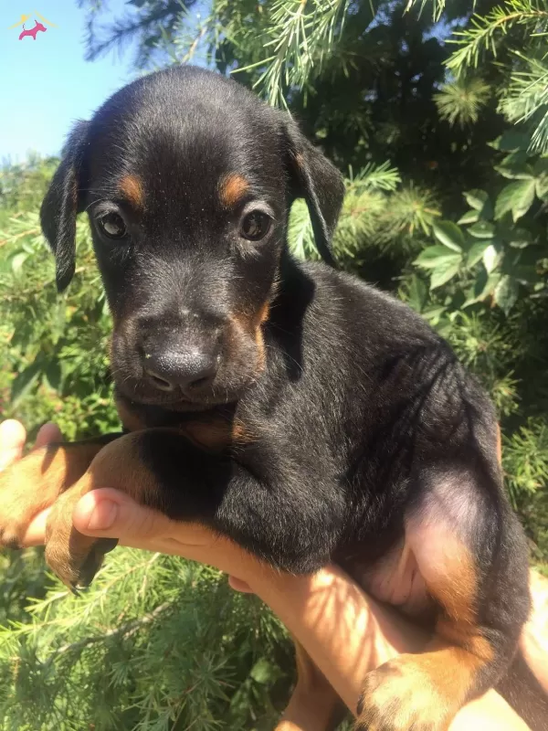 King Doberman Mukemmel Yavrularımız